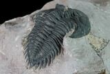 Metacanthina Trilobite - Lghaft, Morocco #163890-3